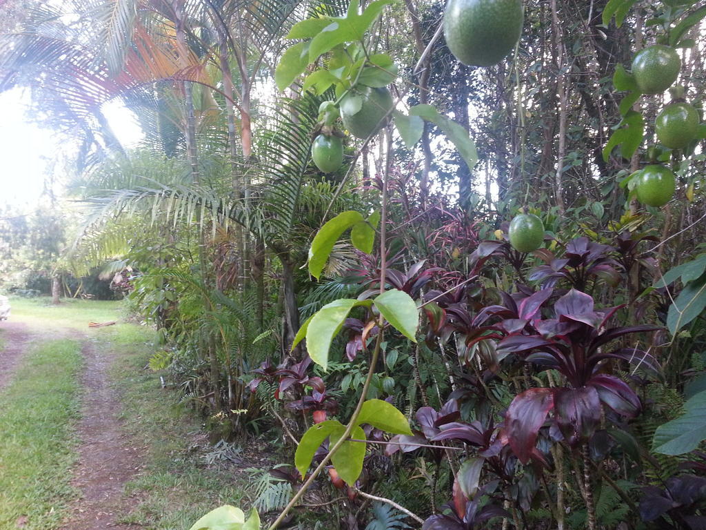 Hale Hale Hostel Pahoa Экстерьер фото