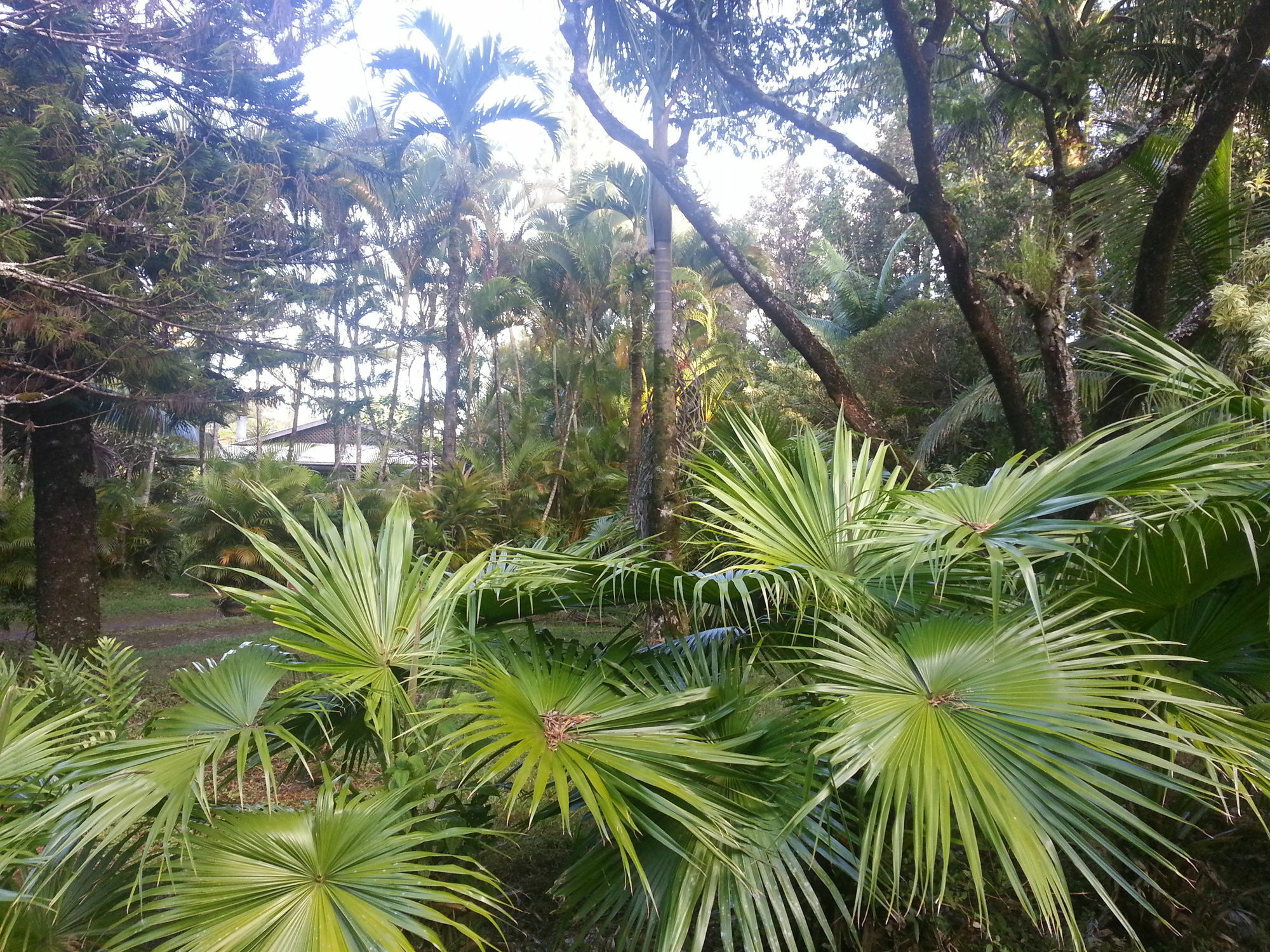 Hale Hale Hostel Pahoa Экстерьер фото